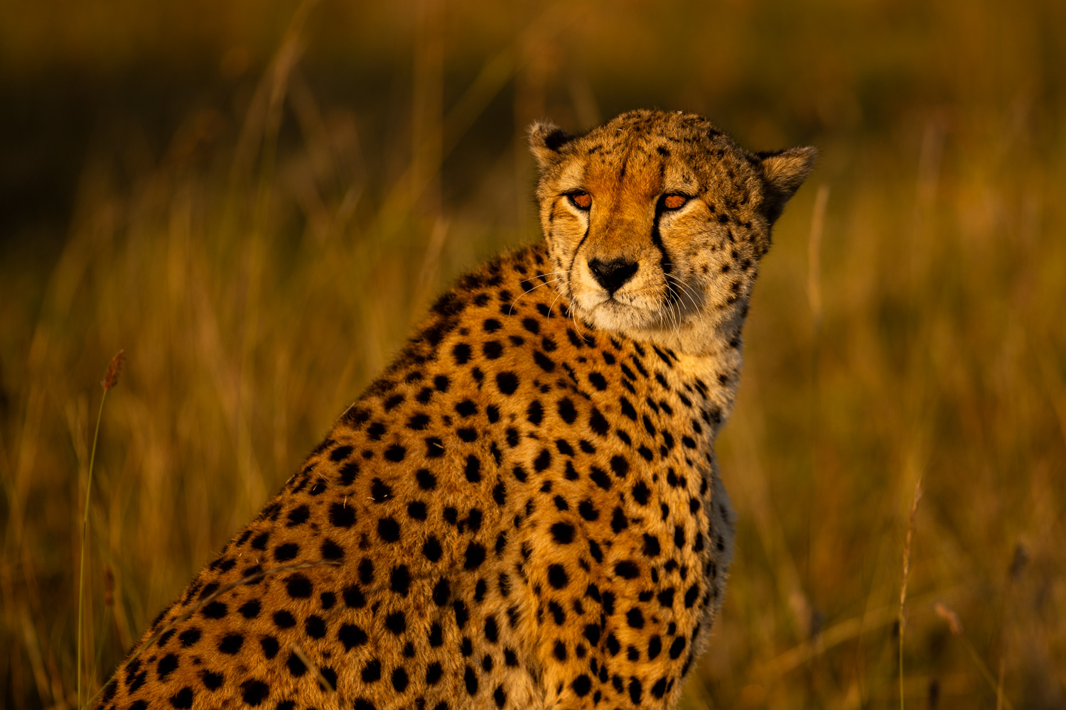 Safari photographer and videographer in Kenya documenting a tourism and wildlife production in Masai Mara.