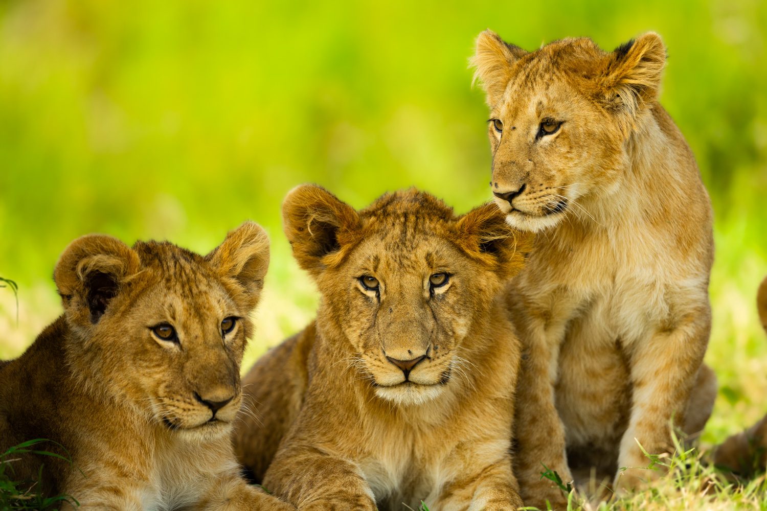 Safari photographer and videographer in Kenya documenting a tourism and wildlife production in Masai Mara.