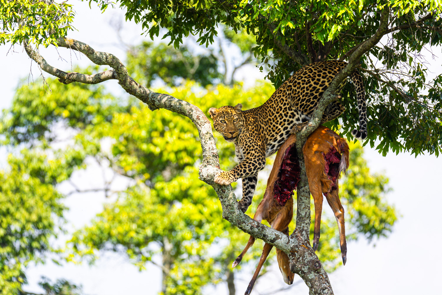 Safari photographer and videographer in Kenya documenting a tourism and wildlife production in Masai Mara.