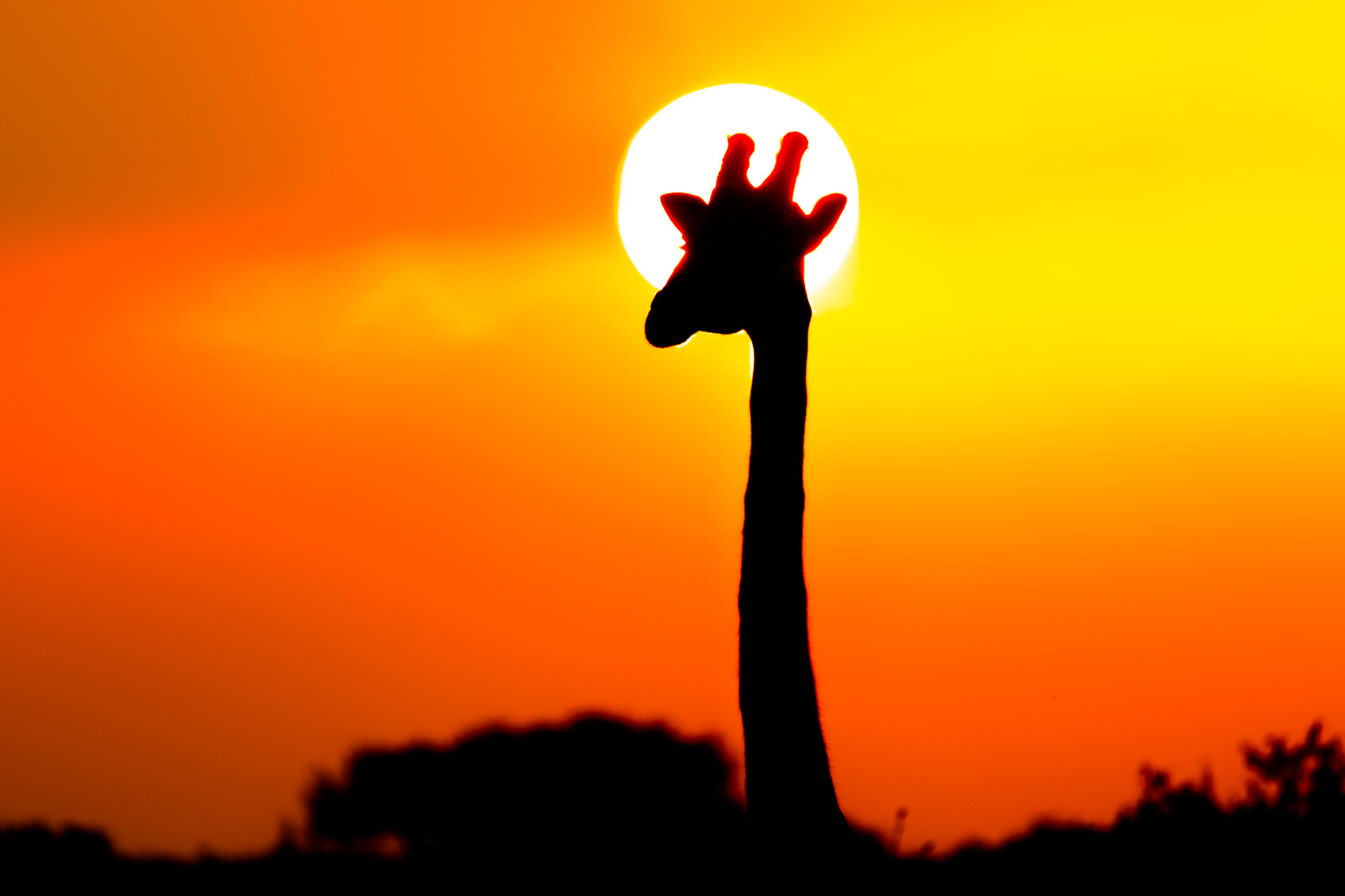 Safari photographer and videographer in Kenya documenting a tourism and wildlife production in Masai Mara.
