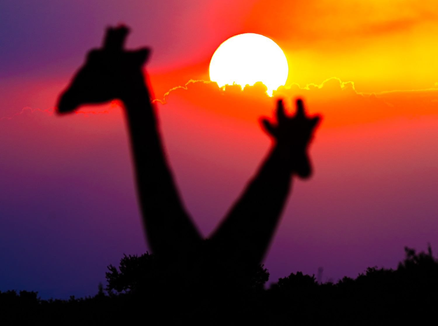 Sunset giraffes in Masai Mara, Kenya, photographed during a wildlife documentary project by Wildlife Freelance Filmmaker Aitor Lamadrid for Enkopiro Masai Mara Camp.