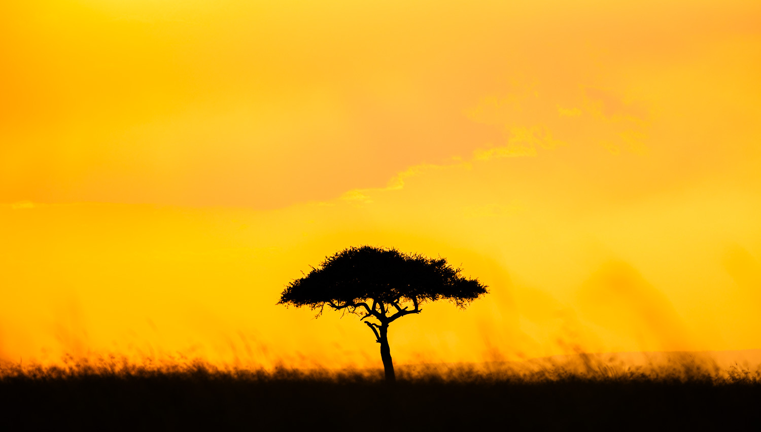 Safari photographer and videographer in Kenya documenting a tourism and wildlife production in Masai Mara.