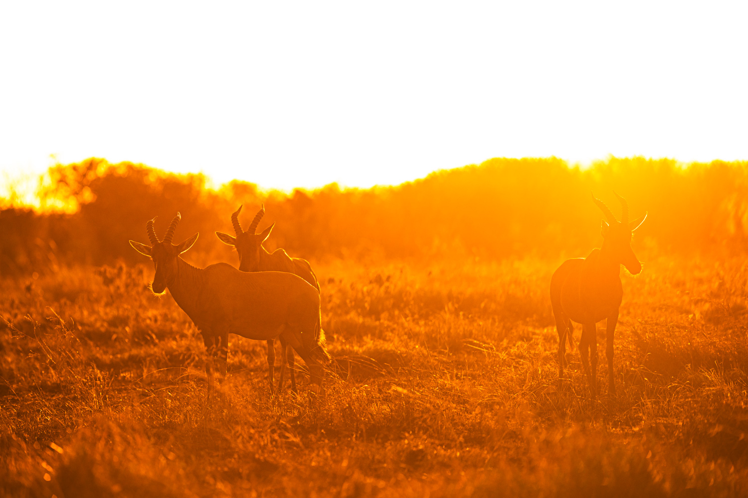 Safari photographer and videographer in Kenya documenting a tourism and wildlife production in Masai Mara.