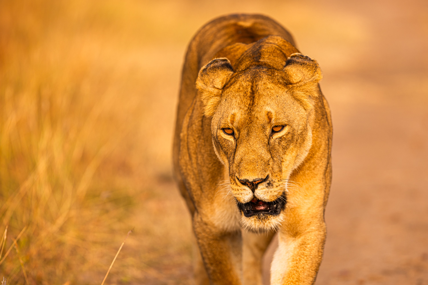 Safari photographer and videographer in Kenya documenting a tourism and wildlife production in Masai Mara.