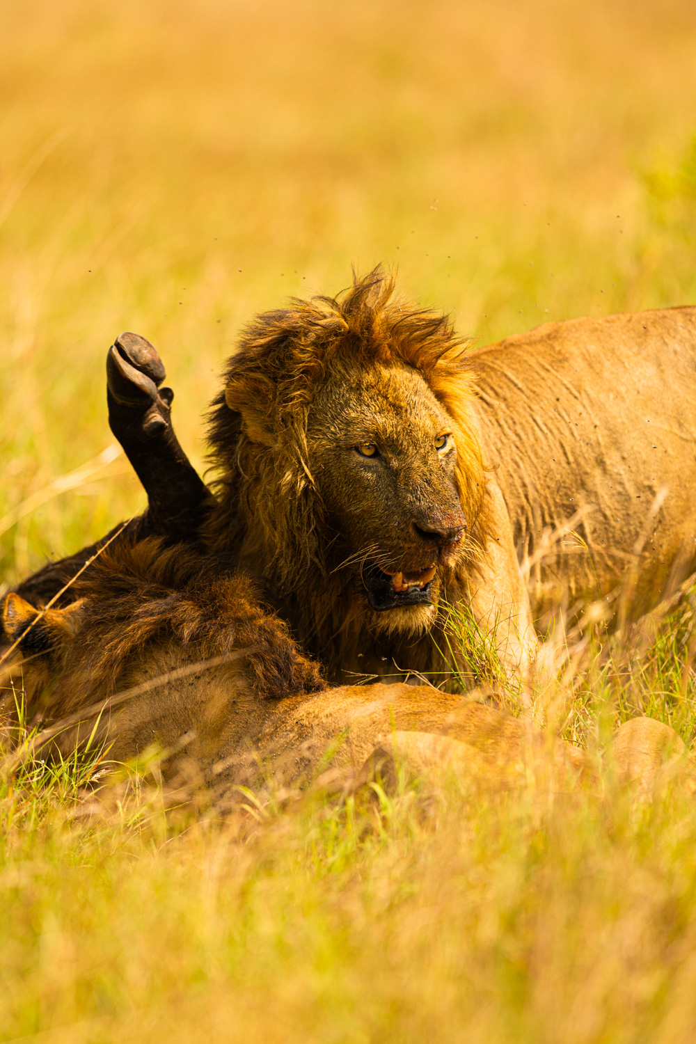 Safari photographer and videographer in Kenya documenting a tourism and wildlife production in Masai Mara.