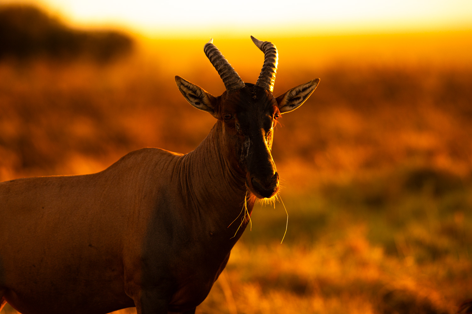 Safari photographer and videographer in Kenya documenting a tourism and wildlife production in Masai Mara.
