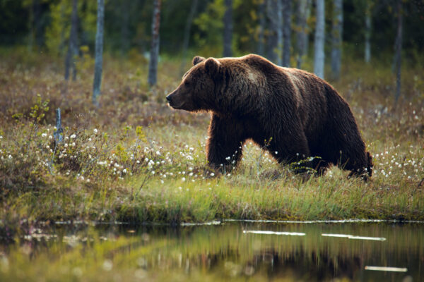 Brown bear photographed in Finland by wildlife filmmaker Aitor Lamadrid during a documentary wildlife photography and filmmaking expedition.