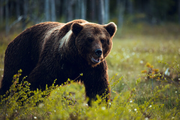Brown bear photographed in Finland by wildlife photographer Aitor Lamadrid during a documentary wildlife photography expedition.